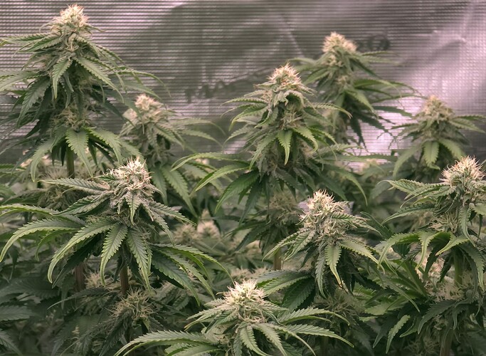 Growreport Bild 8