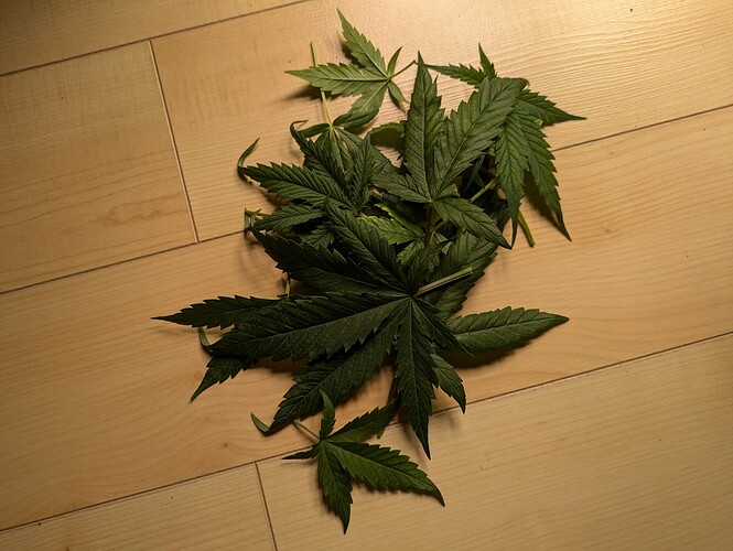 Growreport Bild 27