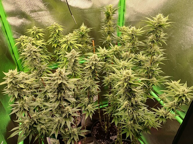 Growreport Bild 32