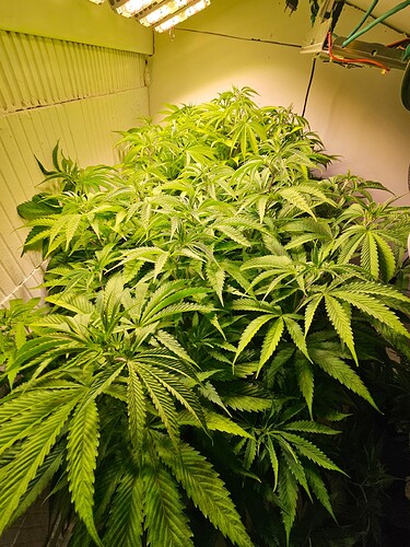Growreport Bild 3