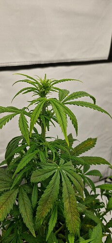 Growreport Bild 2