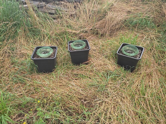 Growreport Bild 67