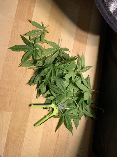 Growreport Bild 6