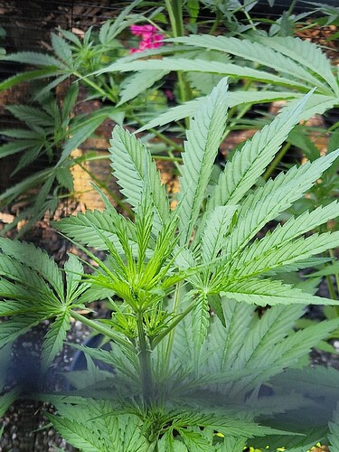Growreport Bild 5