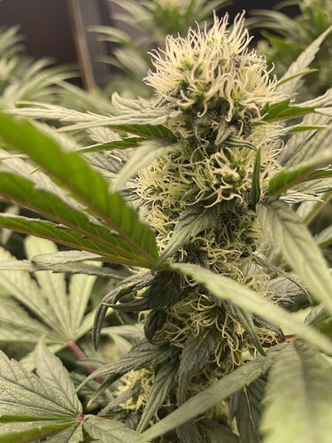 Growreport Bild 26