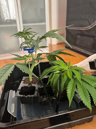 Growreport Bild 7