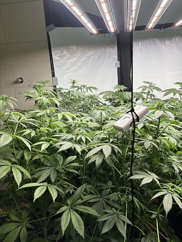 Growreport Bild 33