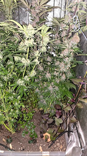 Growreport Bild 2