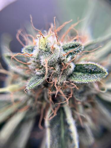 Growreport Bild 31