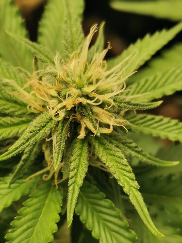 Growreport Bild 4
