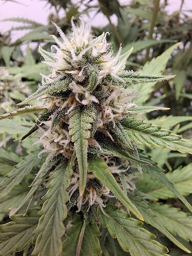 Growreport Bild 163