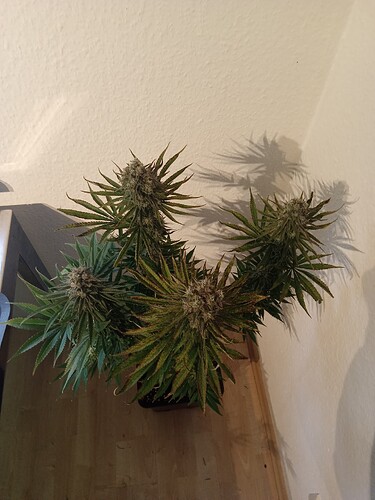 Growreport Bild 14