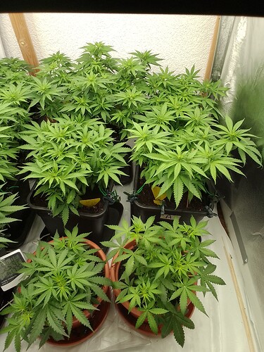 Growreport Bild 13