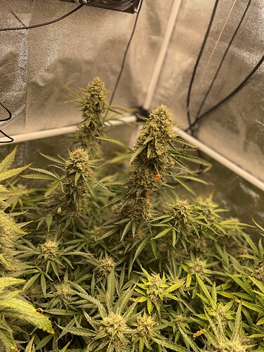 Growreport Bild 5