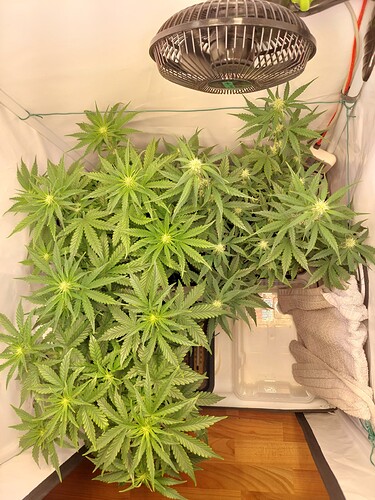 Growreport Bild 1