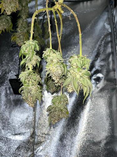 Growreport Bild 9