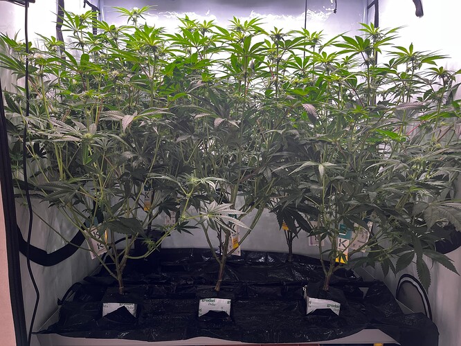Growreport Bild 1