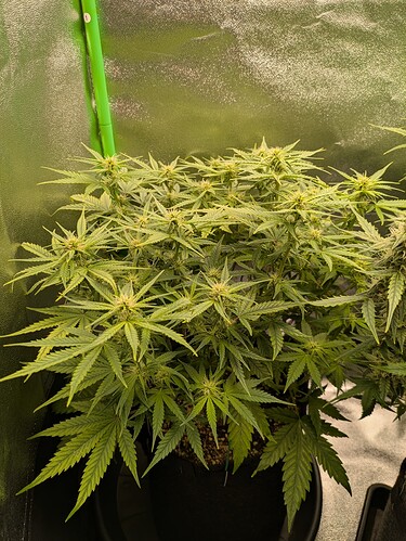 Growreport Bild 29