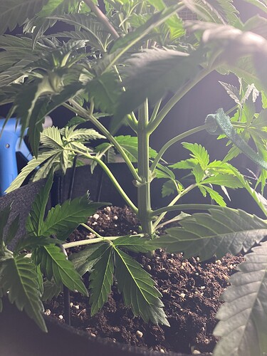 Growreport Bild 13