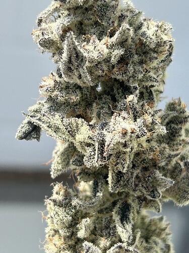 Growreport Bild 4