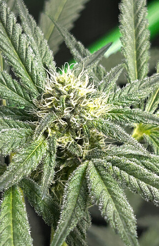 Growreport Bild 81