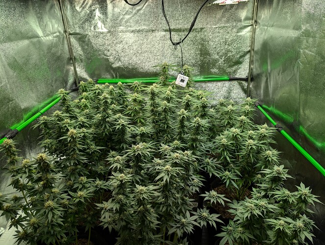 Growreport Bild 3