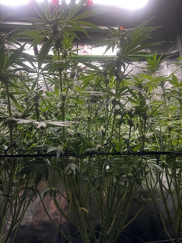 Growreport Bild 39