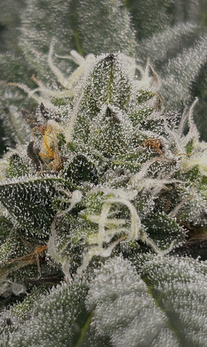 Growreport Bild 11