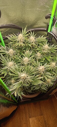 Growreport Bild 3