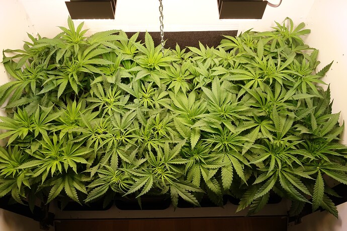 Growreport Bild 5
