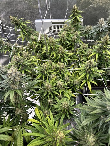 Growreport Bild 33
