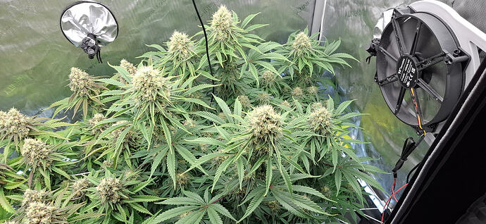 Growreport Bild 2