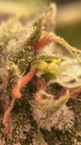 Growreport Bild 8