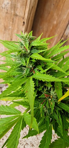 Growreport Bild 61