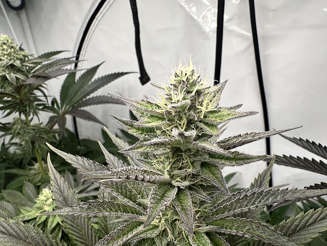 Growreport Bild 35