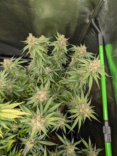 Growreport Bild 11
