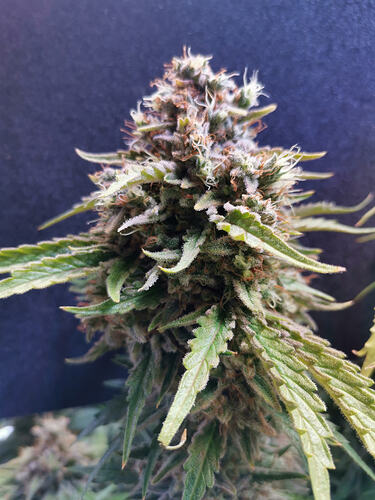 Growreport Bild 3