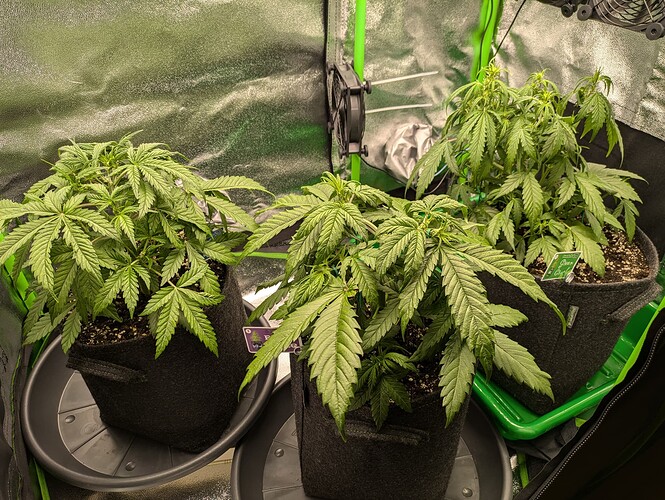 Growreport Bild 26