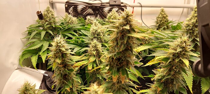 Growreport Bild 2