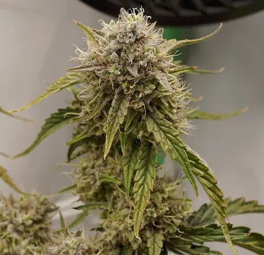 Growreport Bild 15