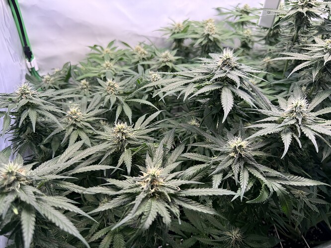Growreport Bild 2