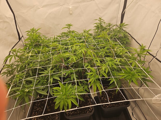 Growreport Bild 1