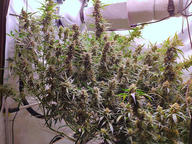 Growreport Bild 30