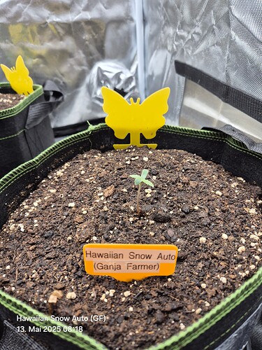 Hawaiian Snow Auto (Ganja Farmer)