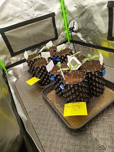 Mehrere junge Cannabispflanzen in Air-Pot-Töpfen, die in einer Growbox auf einer Matte stehen. Eine der Pflanzen hat einen kleinen digitalen Thermometer-Hygrometer im Topf.