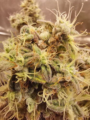 Growreport Bild 14