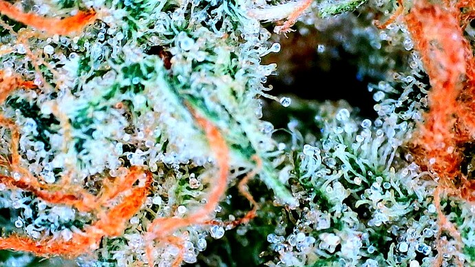 Growreport Bild 15