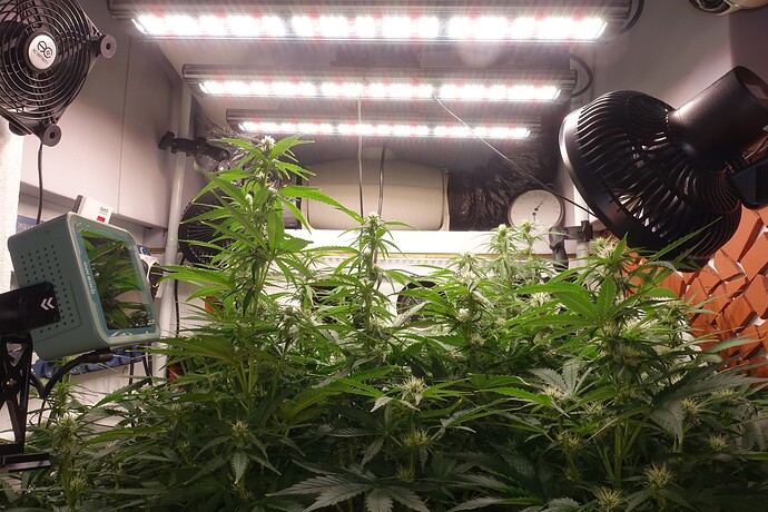 Growreport Bild 2