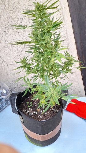 Growreport Bild 6