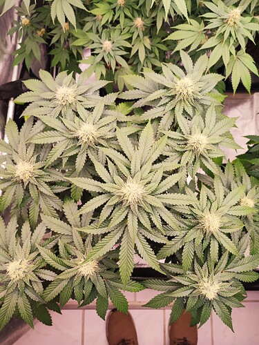 Growreport Bild 3